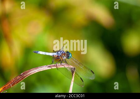 Ein Nahaufnahme-Einzelbild einer leuchtend farbigen blauen Dasher-Libelle (Pachydiplax longipennis) auf einem Stock. Dieses Seitenansicht-Foto zeigt Farbverläufe Stockfoto