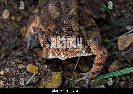 Nahaufnahme der amerikanischen Kröte im Garten. Es ist eine häufige Art von Kröte in den östlichen USA und Kanada gefunden. Stockfoto