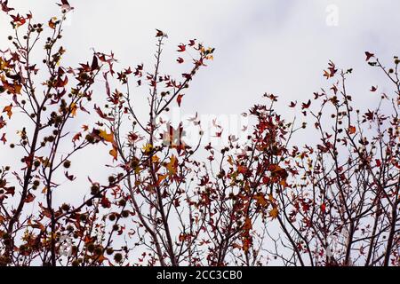 Baumreihe gefüllt mit roten und orangen Blättern an einem Foggy Tag in San Francisco, Kalifornien, USA Stockfoto