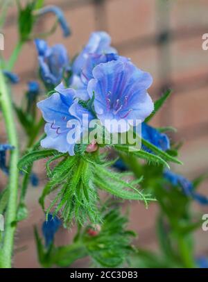 Nahaufnahme von Echium vulgare Blue Bedder Vipers bugloss eine winterharte jährliche - Biennale mit blauen Blüten im Sommer, die selbst Samen reichlich, wenn links.. Stockfoto