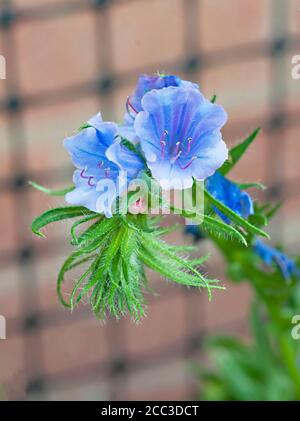 Nahaufnahme von Echium vulgare Blue Bedder Vipers bugloss eine winterharte jährliche - Biennale mit blauen Blüten im Sommer, die selbst Samen reichlich, wenn links.. Stockfoto