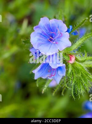 Nahaufnahme von Echium vulgare Blue Bedder Vipers bugloss eine winterharte jährliche - Biennale mit blauen Blüten im Sommer, die selbst Samen reichlich, wenn links.. Stockfoto