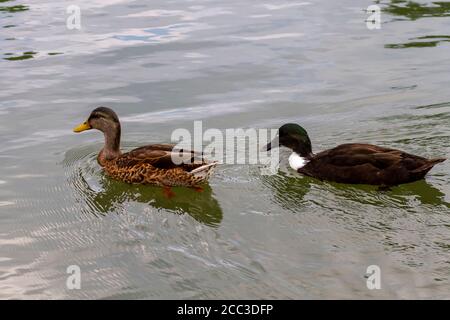 Nahaufnahme Einzelbild von zwei Dabblenden Enten: Eine weibliche Stockente in der Vorderseite und eine männliche Kreuzung von Stockenten und moskauer Enten. Sie schwimmen zusammen hinein Stockfoto