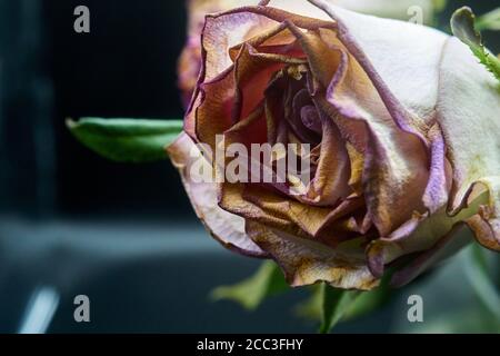 Schneiden Sie Rosen ein wenig hinter ihrer Blüte und sterben Stockfoto