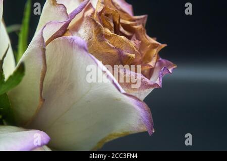 Schneiden Sie Rosen ein wenig hinter ihrer Blüte und sterben Stockfoto
