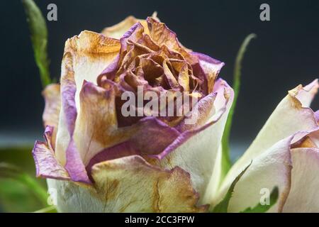 Schneiden Sie Rosen ein wenig hinter ihrer Blüte und sterben Stockfoto