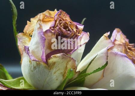 Schneiden Sie Rosen ein wenig hinter ihrer Blüte und sterben Stockfoto