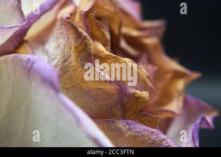 Schneiden Sie Rosen ein wenig hinter ihrer Blüte und sterben Stockfoto