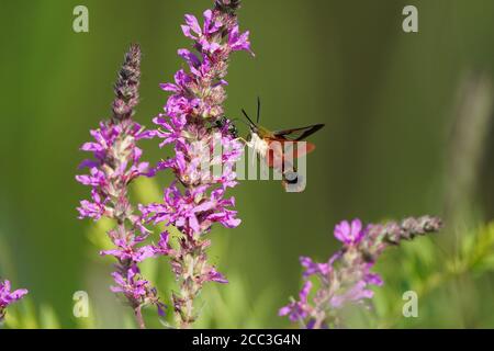 Kolibri Motte auf Purple Loose Streit Stockfoto