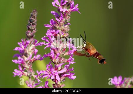 Kolibri Motte auf Purple Loose Streit Stockfoto