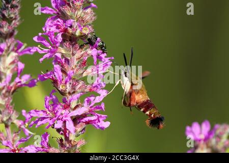 Kolibri Motte auf Purple Loose Streit Stockfoto