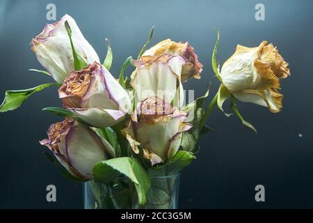 Schneiden Sie Rosen ein wenig hinter ihrer Blüte und sterben Stockfoto