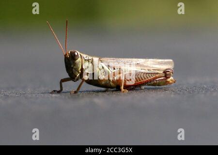 Grasshopper Mit Roten Beinen Stockfoto