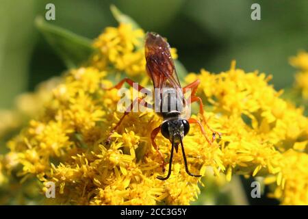 Rote Papierwespe Stockfoto