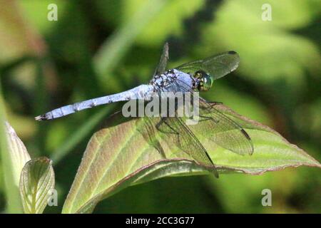 Blue Skipper Libelle ruht auf Blatt Stockfoto