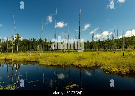 Kanadische Seenlandschaft mit Skelett Fichten unter blauem Himmel Stockfoto