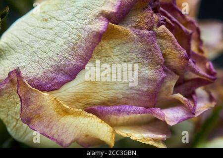 Schneiden Sie Rosen ein wenig hinter ihrer Blüte und sterben Stockfoto