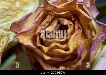 Schneiden Sie Rosen ein wenig hinter ihrer Blüte und sterben Stockfoto