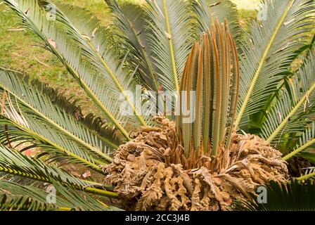 Im Sommer blühen die weiblichen Palmenblüten der Cycas revoluta zu immergrünen Blättern Stockfoto