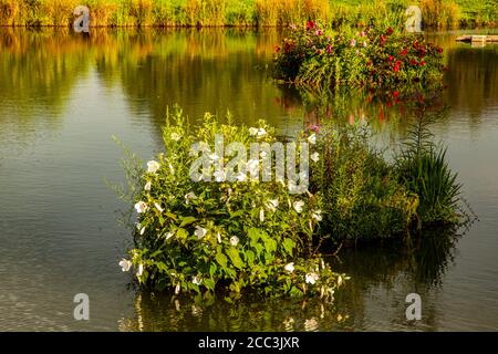 Bild eines malerischen Teiches mit zwei kleinen Inselchen in der Mitte, bedeckt mit einer Vielzahl von rosa Magnolien sowie roten und weißen Trompetenblüten. Schilf A Stockfoto