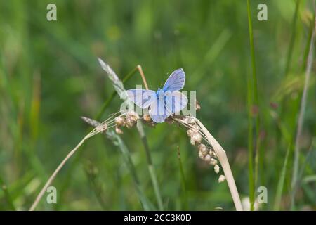 3 - Rückansicht der ausgebreiteten Flügel des blauen Schmetterlings. Auf einem ausgetrockneten Stück Gras während des heißen Sommerwetters gelegen. Stockfoto