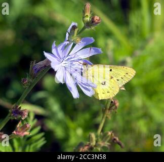 Gewöhnlicher Schwefel-Schmetterling, Colias philodice, auch als wolkiger Schwefel bezeichnet, der sich auf wildem Chicorée ernährt, Cichorium intybus Blossom. Stockfoto