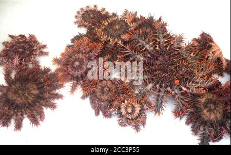 Juvenile (10 - 15 cm Durchmesser) Dornenkrone Seesterne (Acanthaster sp.), die an der Beobachtungsstelle am Moore Reef aus den Fresskorallen entfernt wurden, Stockfoto