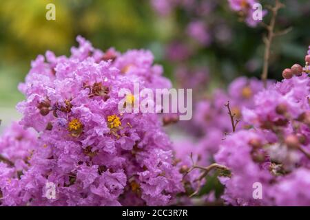 Lagerstroemia indica L. kleiner Baum bis zu 5.0 Meter hoch, Laub. Die Blüten sind klein, mit geschnittenen Blütenblättern und zart, weiß, hellrosa, stark Stockfoto