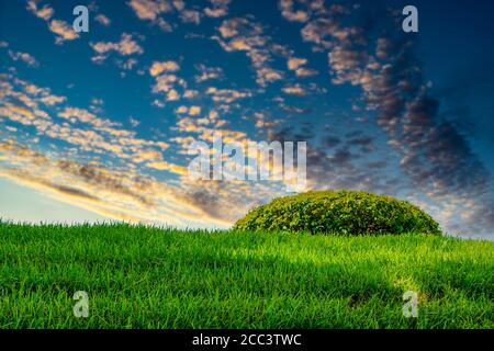 Schöner Sonnenuntergang über einem Grasfeld Stockfoto