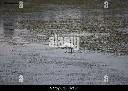 Great Egret Preening im Tualatin River Wildlife Refuge Stockfoto