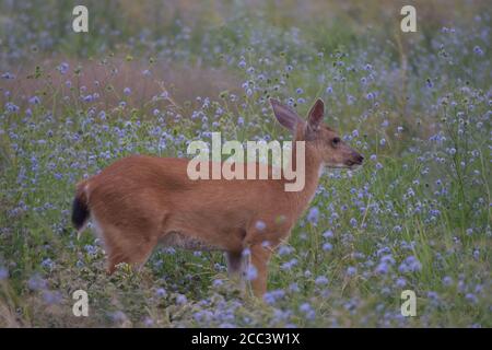 Hirsche zwischen violetten Wildblumen, Tualatin River Wildlife Refuge Stockfoto