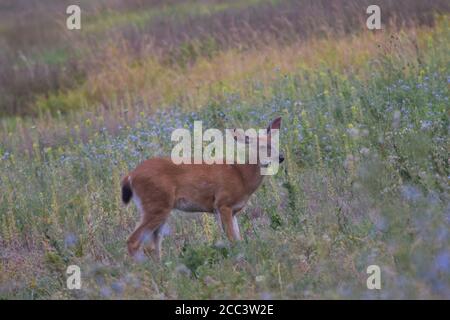 Hirsche zwischen violetten Wildblumen, Tualatin River Wildlife Refuge Stockfoto