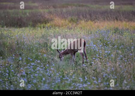 Hirsche zwischen violetten Wildblumen, Tualatin River Wildlife Refuge Stockfoto