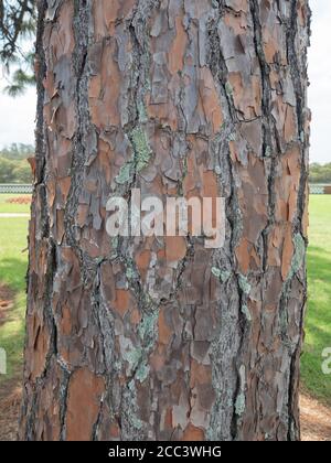 Wunderschöne Kiefernbaum Rinde Textur Stockfoto
