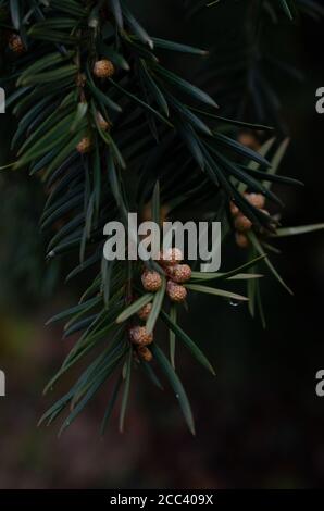 Shallow Focus Aufnahme eines Ponderosa Kiefernzweiges Stockfoto