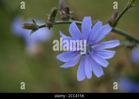 Heilpflanze Cichorium intybus in der Waldwiese. Bekannt als Zichorie oder wilde Cichorei. Detail der blauen Wildblume. Stockfoto