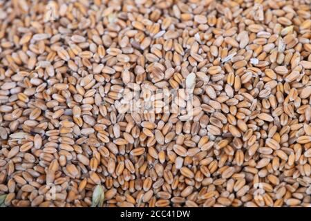 18. August 2020, Brandenburg, Niedergörsdorf/ OT Oehna: Weizen liegt im offenen Sack während einer Pressekonferenz zur Erntebilanz 2020. Foto: Soeren Sache/dpa-Zentralbild/ZB Stockfoto