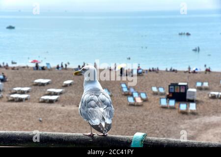 Brighton, Großbritannien. August 2020. Eine Möwe wacht über den Strand Brighton. Quelle: Dave Rushen/SOPA Images/ZUMA Wire/Alamy Live News Stockfoto