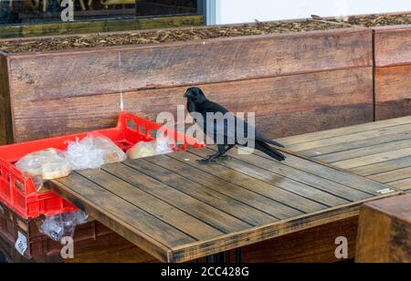 Australischer schwarzer Rabe, der auf einem Holztisch neben einem großen roten Behälter mit Brot steht. Stockfoto