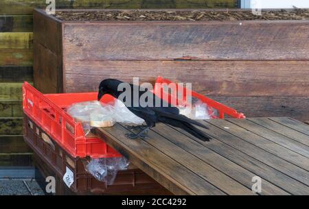 Australischer schwarzer Rabe, der auf einem Holztisch steht und Brot aus rotem Behälter isst. Stockfoto