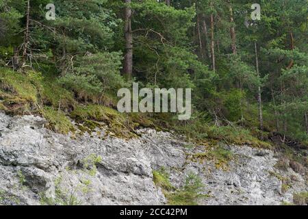 Blick auf einen alten Kalksteinbruch mit Moos und Bäumen überwuchert. Kiefern wachsen auf einem Felsen. Stockfoto