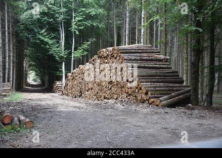 16. August 2020, Belgien, St. Vith: Baumstämme werden auf einem Waldweg zur Sammlung gestapelt. Foto: Horst Galuschka/dpa Stockfoto