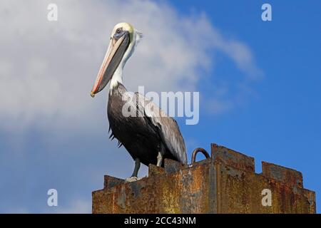 Brauner Pelikan (Pelecanus occidentalis) ruht auf einem rostigen Steg in der Mündung des Dulce River / Rio Dulce, Guatemala, Mittelamerika Stockfoto