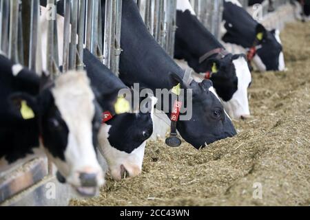 18. August 2020, Mecklenburg-Vorpommern, Papendorf: Milchkühe essen im Stall auf dem Landgut Papendorf, am Rande einer Pressekonferenz des Landesteams Mecklenburg-Vorpommern des Bundesverbandes Deutscher Milchviehhalter (BDM) zur angespannten Lage der Milchviehhalter im Norden. Foto: Bernd Wüstneck/dpa-Zentralbild/ZB Stockfoto