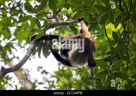 Geoffroys Spinnenaffe / Schwarzhand-Spinnenaffe / Mittelamerikanischer Spinnenaffe (Ateles geoffroyi) in Baum, Tikal, Flores, Guatemala Stockfoto