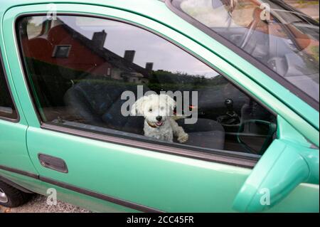 18. August 2020, Hamburg: Ein Mann aus Havanese sitzt keuchend auf dem Beifahrersitz eines Autos und schaut aus dem Fenster. Ausreichend Bewegung, kein Halten an der Kette und ein Verbot des Vorzeigetierens von Tieren mit bestimmten Eigenschaften - mit strengeren Regeln will das Bundesministerium für Landwirtschaft eine artgerechte Hundehaltung gewährleisten. Tierschutzaktivisten und Hundebesitzer mögen die Initiative - auch die geplante Verpflichtung, dem Hund mindestens zweimal täglich für insgesamt mindestens eine Stunde Outdoor-Training außerhalb eines Zwinger zu garantieren. Die Maßnahme wurde in den sozialen Medien als "Geherpflicht" teilweise m kommentiert Stockfoto