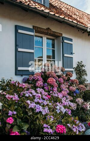 Blumenbeet vor dem Fenster eines Hauses mit grauen Fensterläden. Hochwertige Fotos Stockfoto