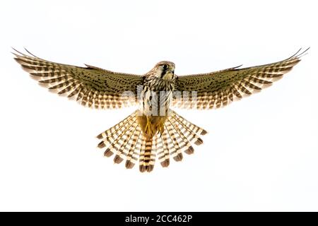 Turmfalke Stockfoto