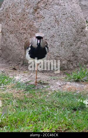 Chilenischer Kiebitz auf grünem Gras, von oben gesehen Stockfoto