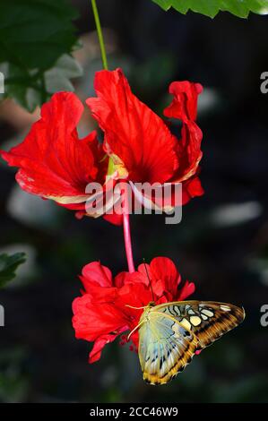 Malaysischer blauer Haarschneider Schmetterling lateinischer Name parthenos sylvia violacea on Eine bunte tropische Hibiskusblüte lateinischer Name Hibiscus rosa-sinensis Stockfoto